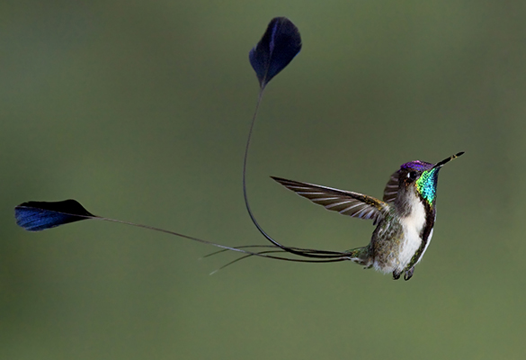 La biodiversidad peruana y su maravillosa fauna